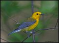 _2SB8585 prothonotary warbler